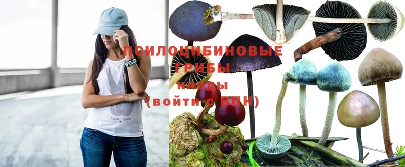 Галлюциногенные грибы MAGIC MUSHROOMS  Электрогорск 